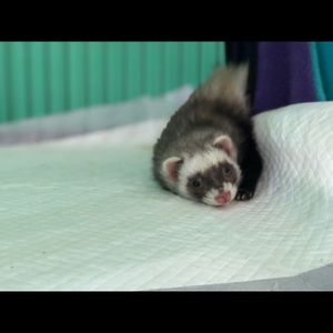 Meet your Posher, Kaydn